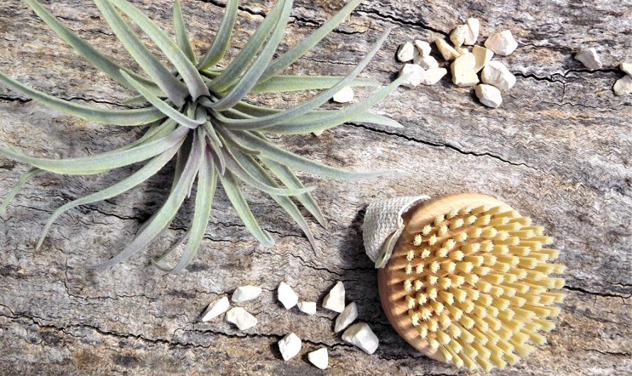 A GUIDE TO DRY BODY BRUSHING FOR GLOWING SKIN AND ITS BENEFITS